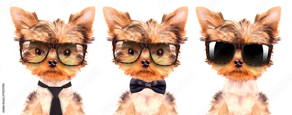 Fototapeta premium dog wearing a shades