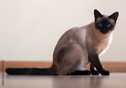 Fotografie, Obraz Sitting  and looking Siamese cat