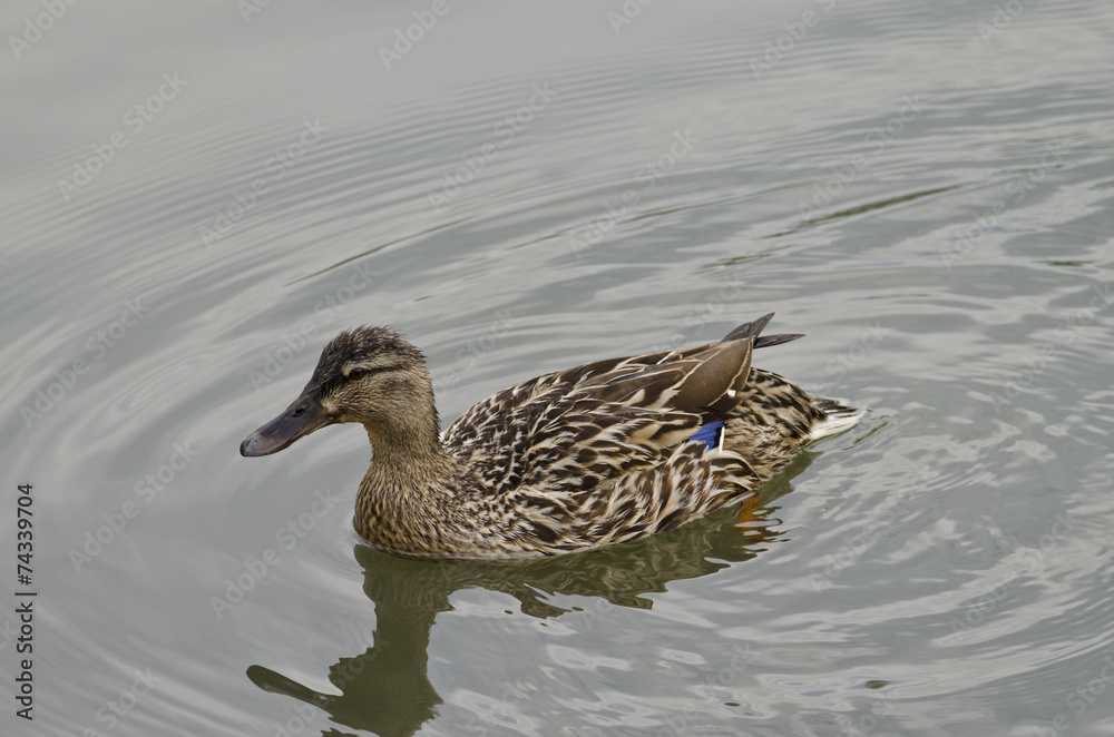 Beautiful Duck swimming and resting in the lake Beautiful Duck swimming and resting in the lake