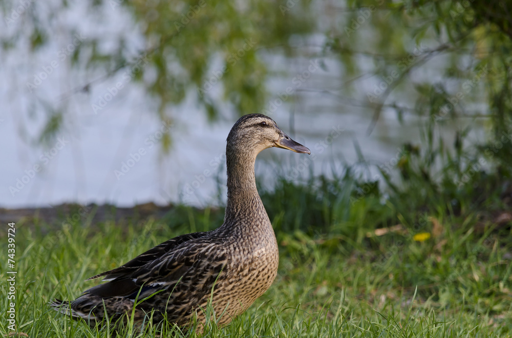 Beautiful Duck sitting near the pond Beautiful Duck sitting near the pond