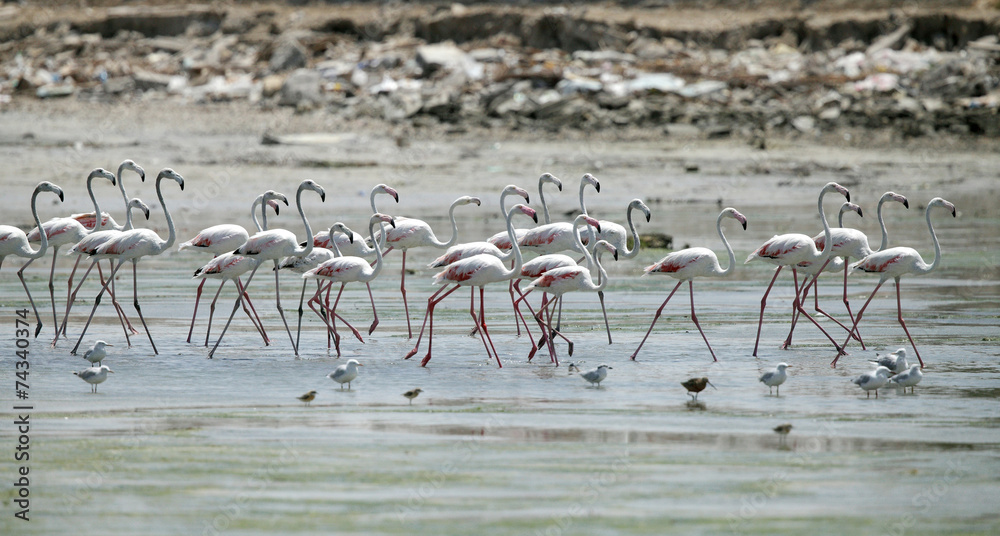 Fototapeta premium great flamingos in the low tidal water