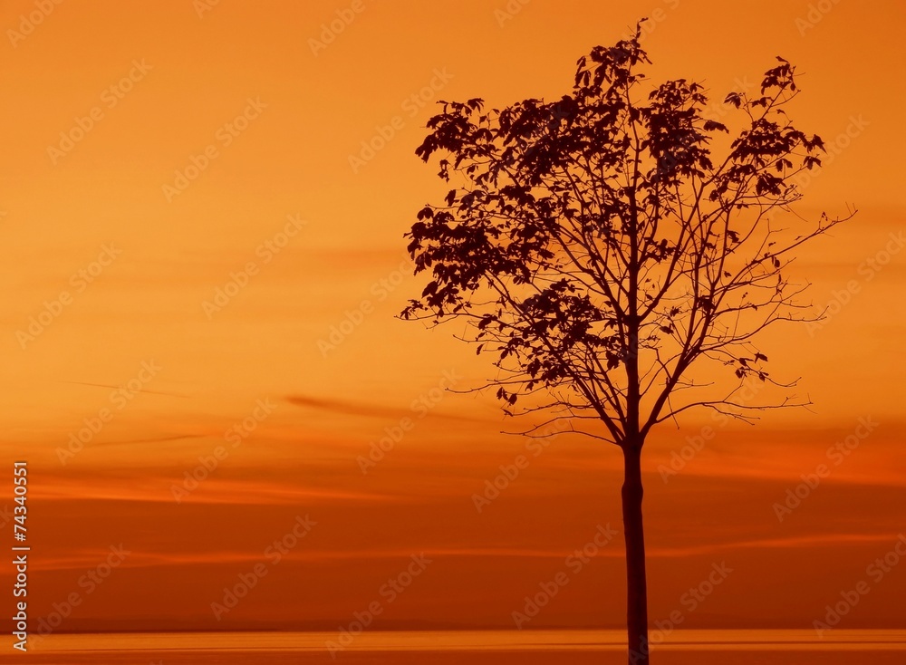 Fototapeta premium Tree silhouette in the autumn at sunset