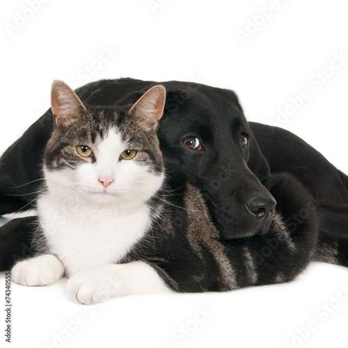 Portrait of cat and dog in a friendly pose