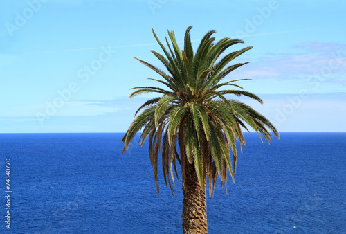 Palm tree and ocean