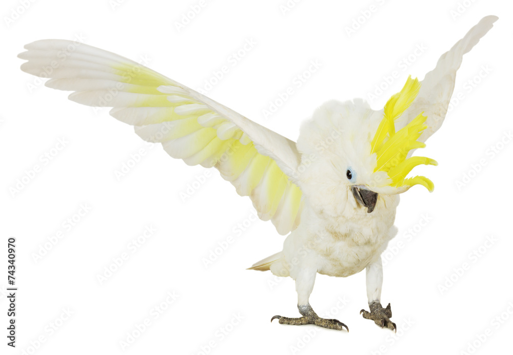 Fototapeta premium white cockatoo isolated on the white background