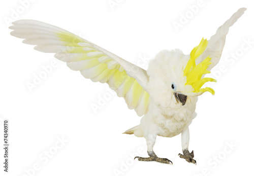 white cockatoo isolated on the white background