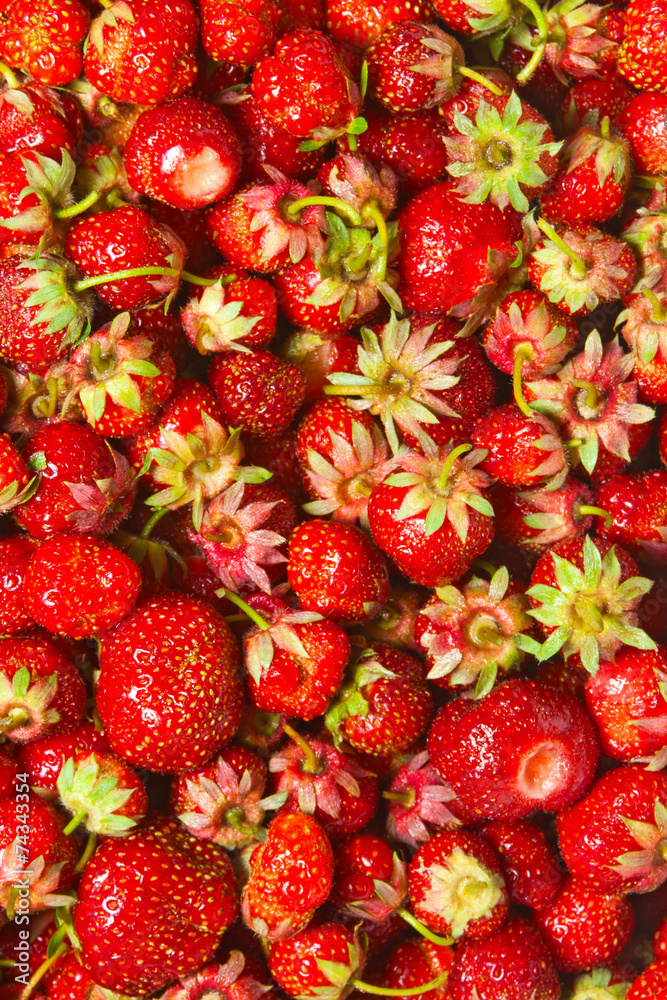 strawberry strawberry
