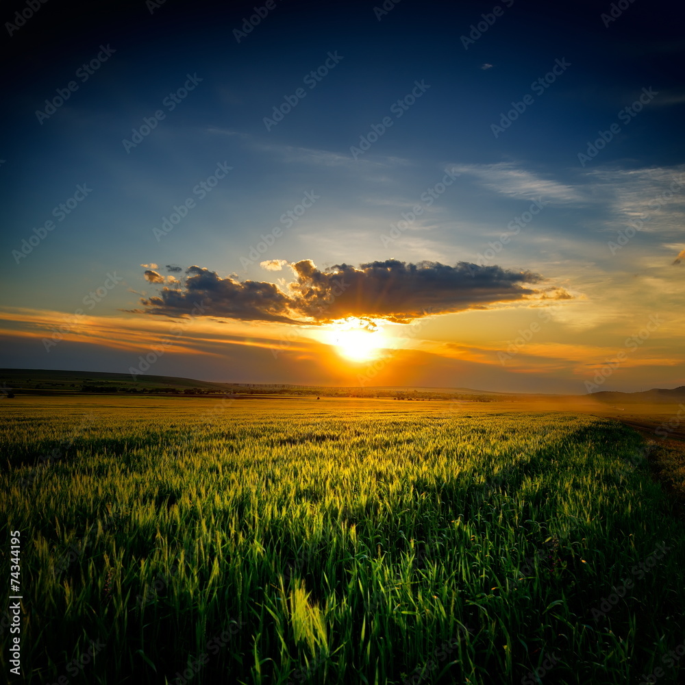 landscape with fields in summer at sunset