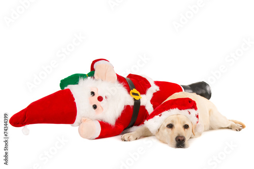 Exhausted Santa and his labrador flat on the ground © reodejongh