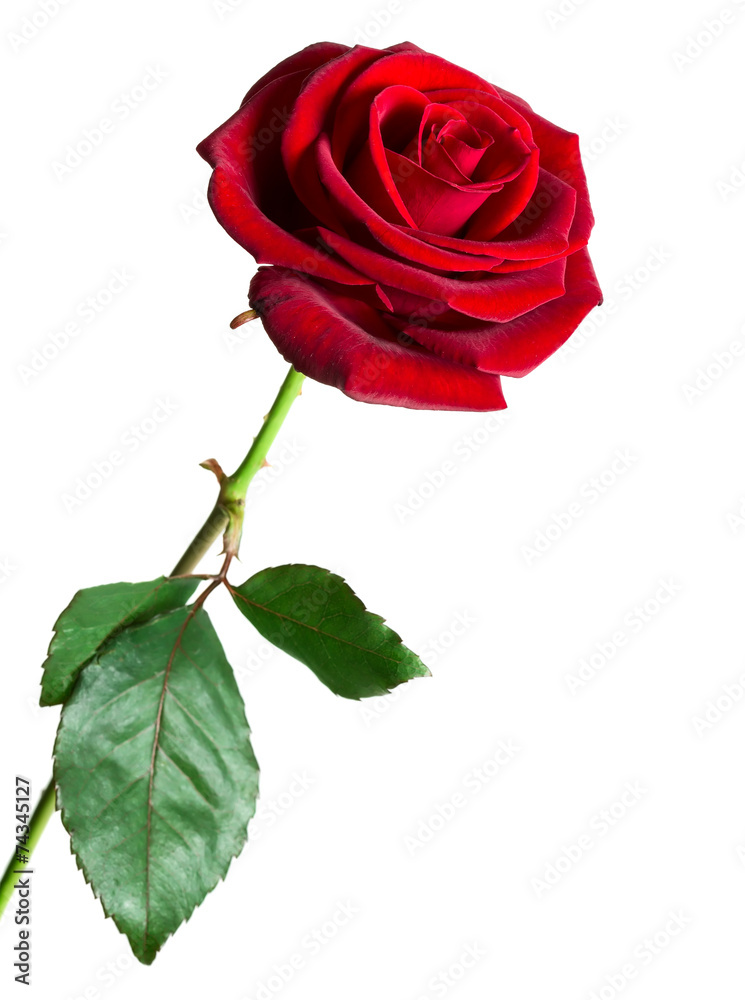 Fototapeta premium Red rose