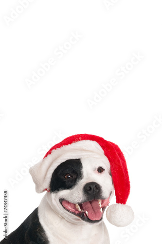 English Stafford bull terrier with Santa hat