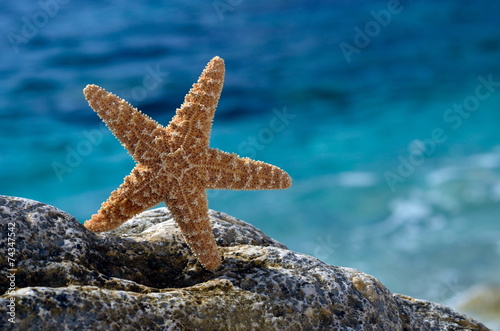 starfish on the beach in summer