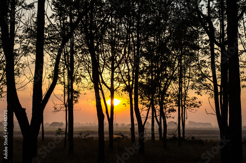 View Silhouette of trees, many under the sun rise in morning