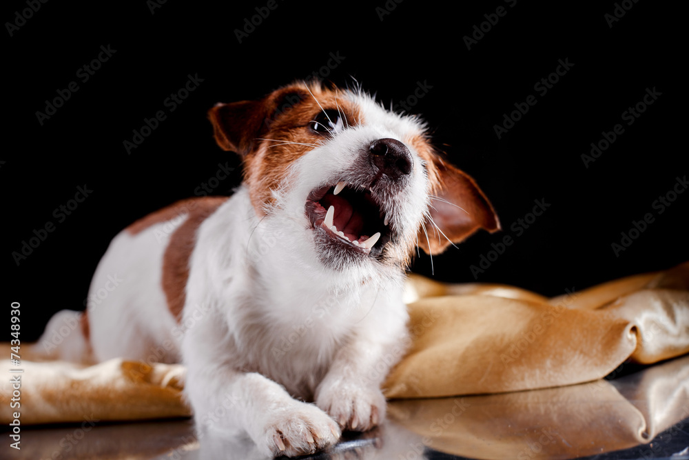 Jack Russell dog