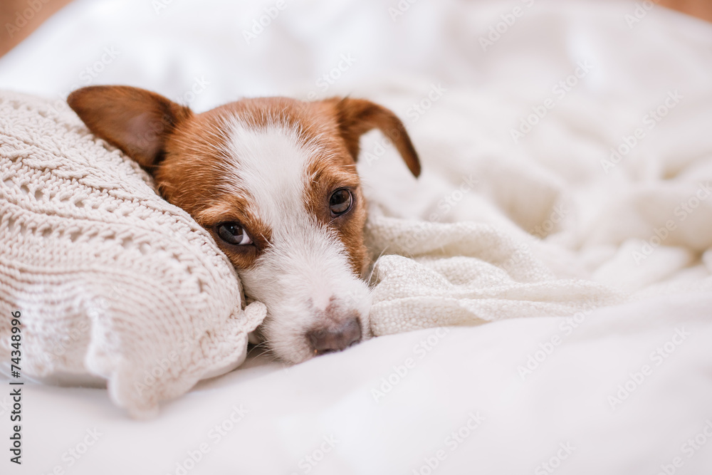Jack Russell dog Stock Photo | Adobe Stock