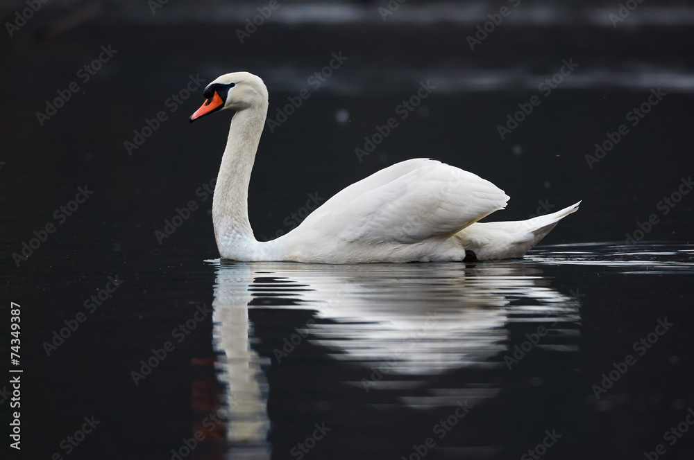 Fototapeta premium Swan