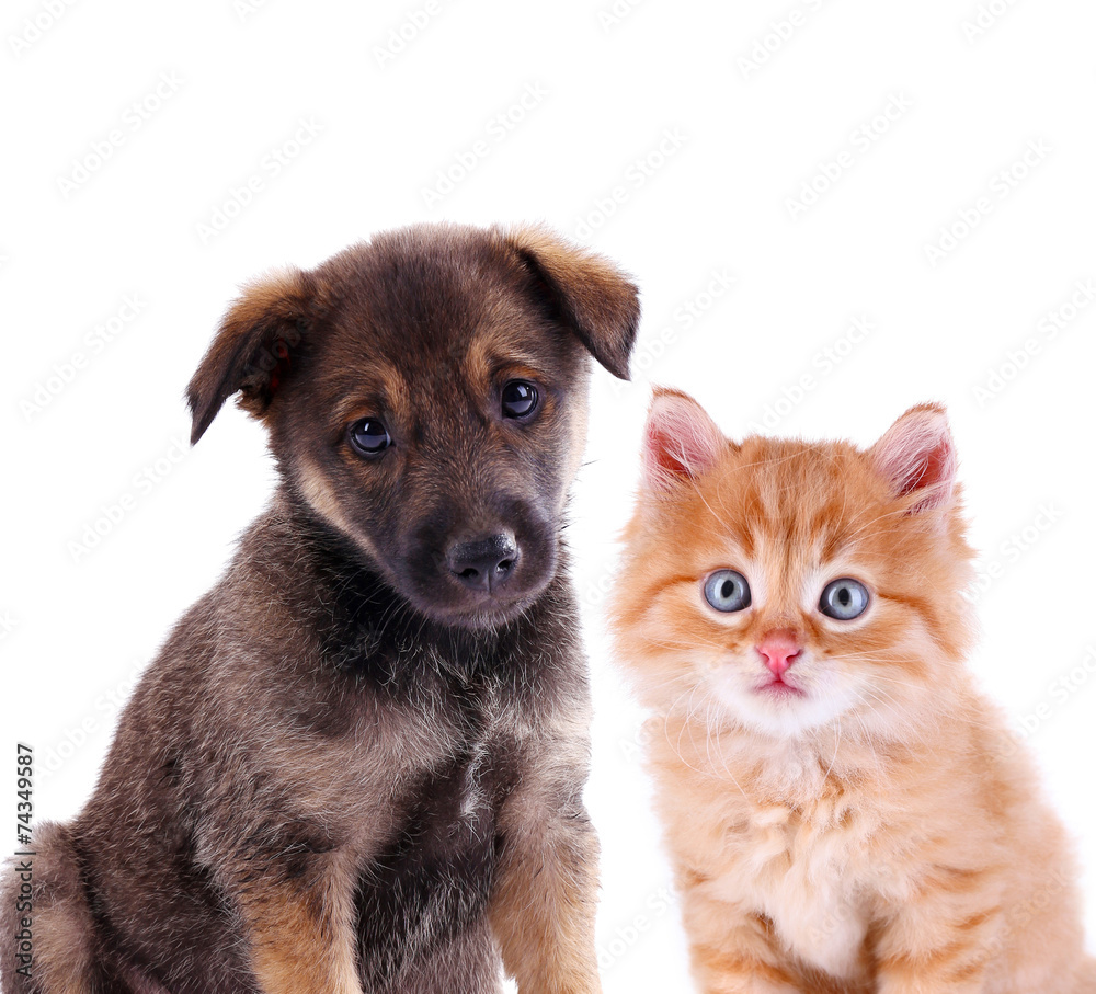 Fototapeta premium Funny puppy and little red kitten isolated on white