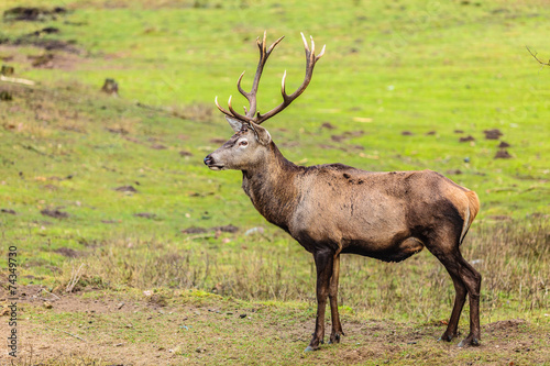 Red deer stag on meadow