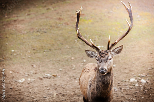 Red deer stag in autumn fall forest