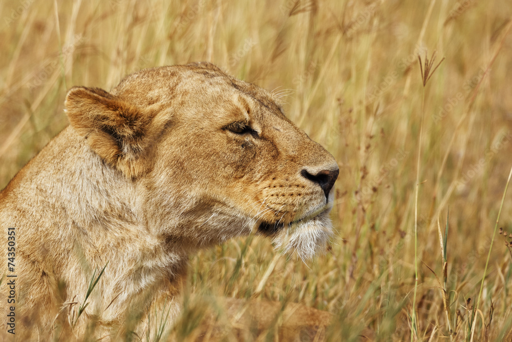 Naklejka premium Lioness portrait