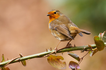 European robin