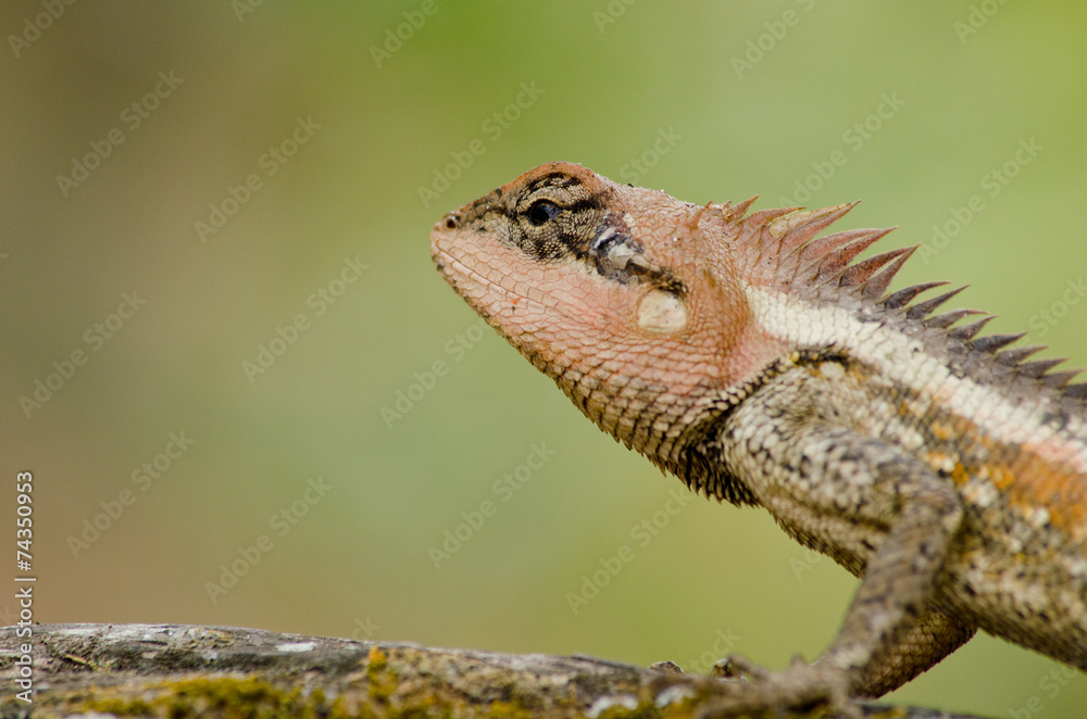Obraz premium orangr spiny lizard