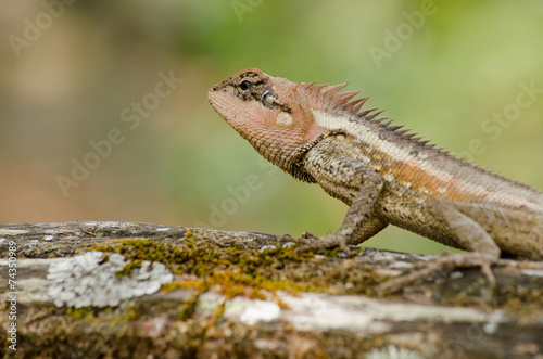 orangr spiny lizard © Visanuwit