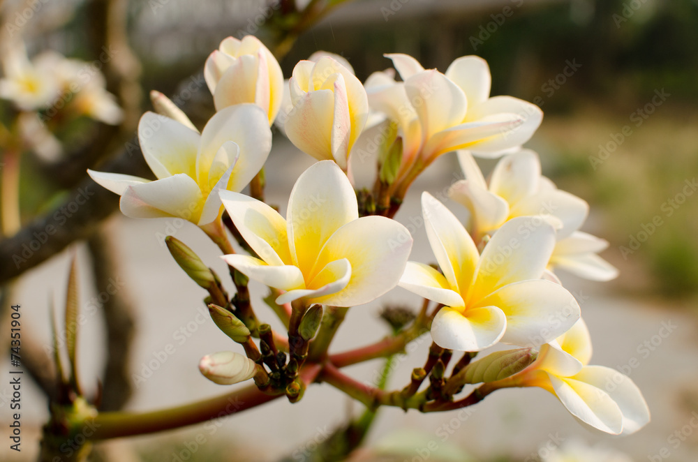 Frangipani in a garden Frangipani in a garden