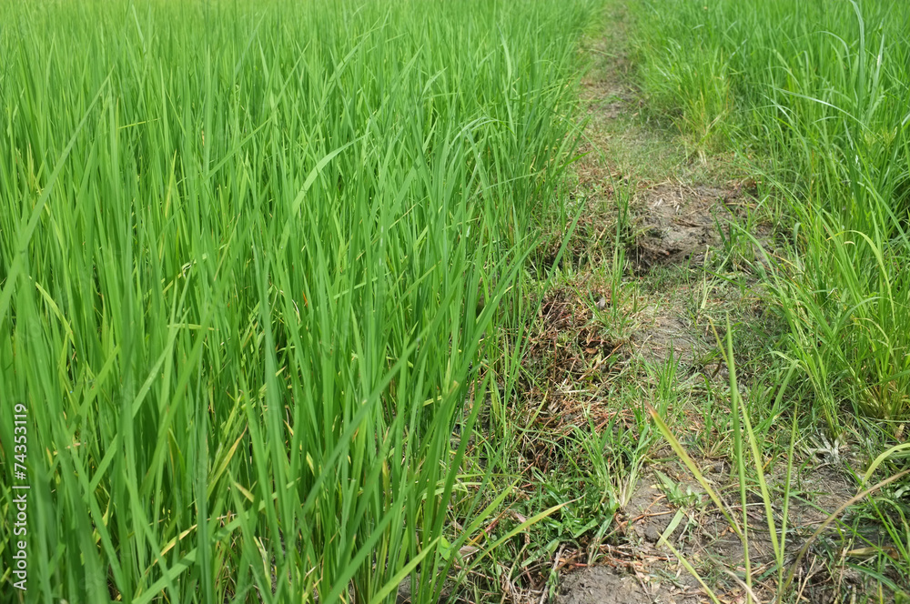 The vast green rice And a pathway The vast green rice And a pathway