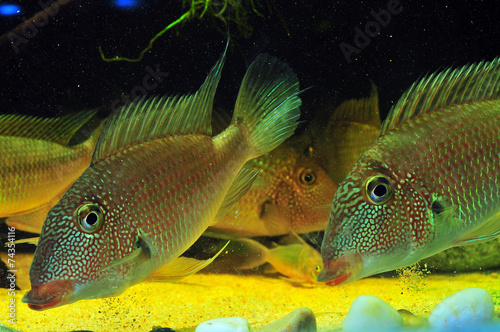Amazon tropical fish

Tropical fish which are swimming. photo