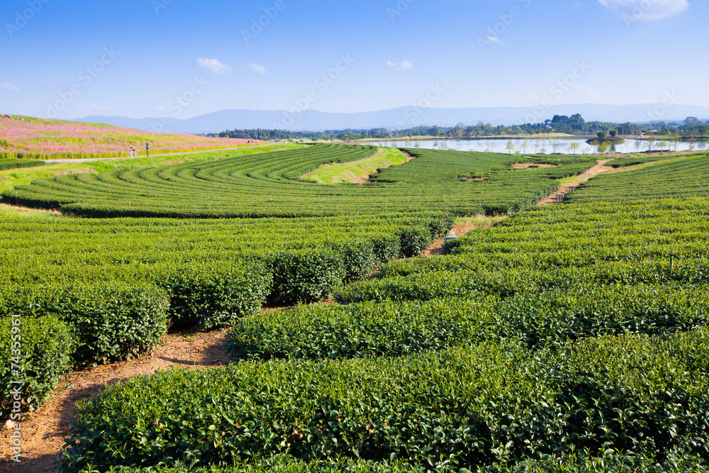 green tea plantation and blue sky background.