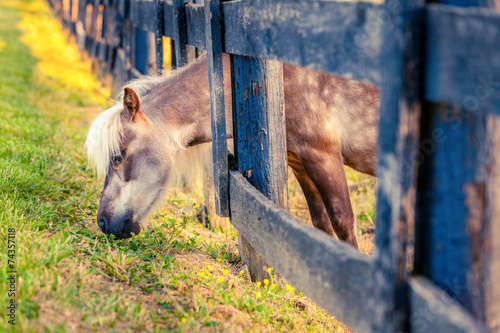 Fototapeta Naklejka Na Ścianę i Meble -  Grazing pony
