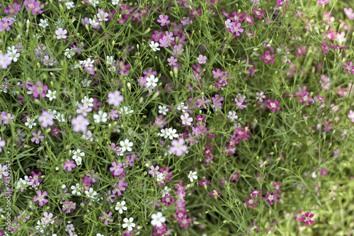 Gypsophila flowers - pink flowers in nature