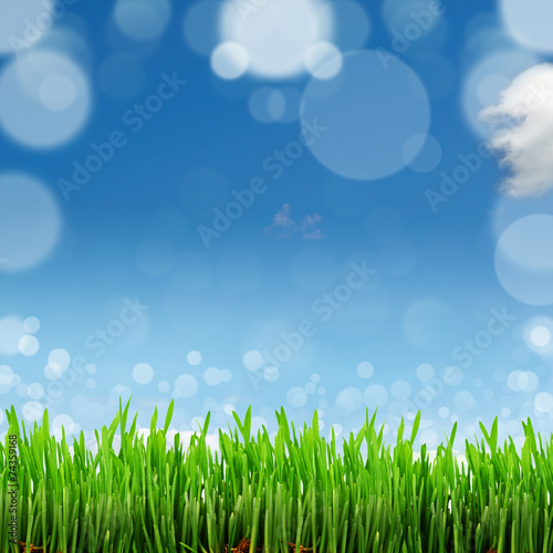 Spring nature background with grass and blue sky in the back