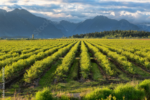 Blue Berry Field With Mountain in Background