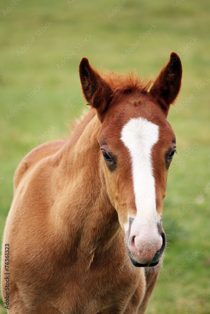 cute brown foal portrait