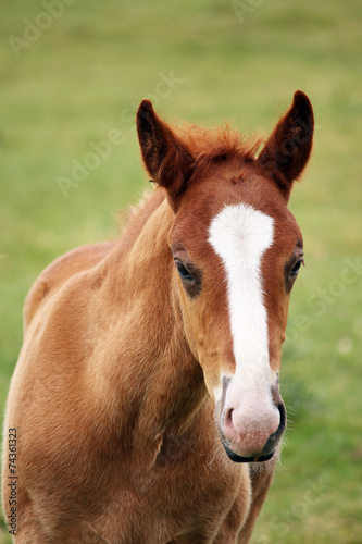 cute brown foal portrait