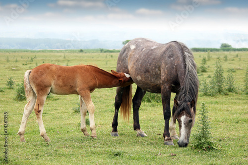 foal breastfeeding in the field