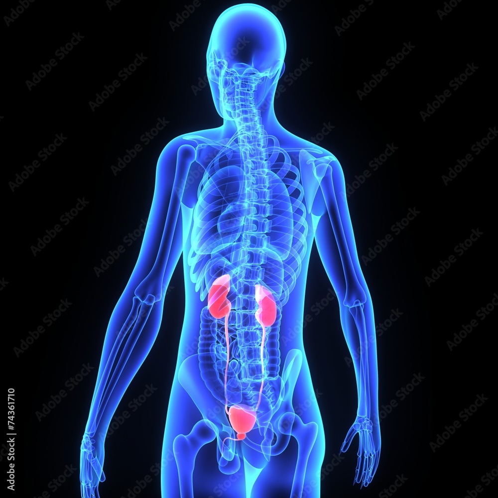 Kidneys
