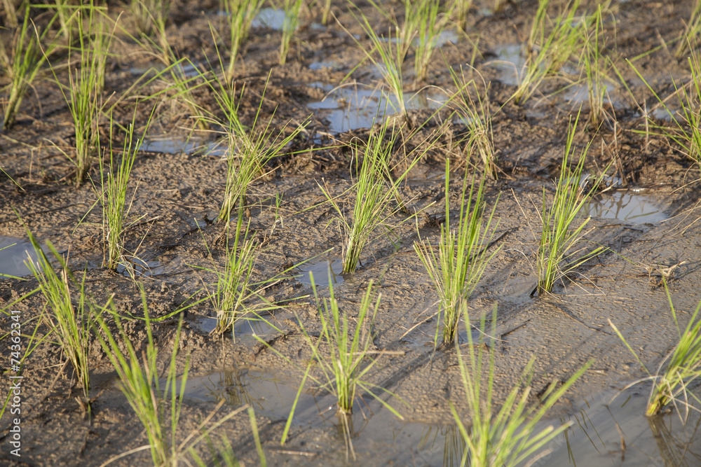 Field after planting rice Field after planting rice
