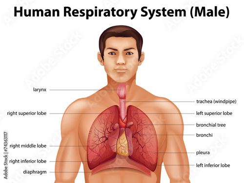Human respiratory system