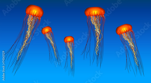 Jelly fish