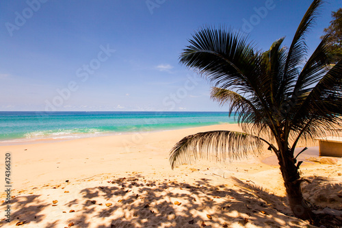 palm and a white sand beach.