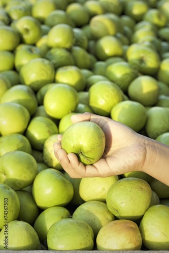 Green apples in the market