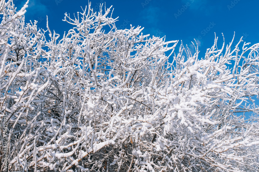 Snowy trees over blue sky