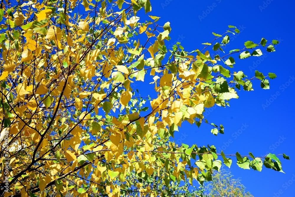 Autumn background with birch yellow leaves and blue sky Autumn background with birch yellow leaves and blue sky