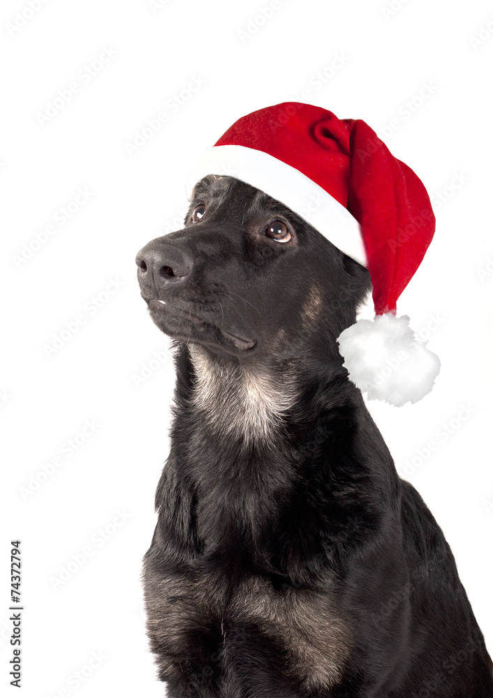 Dog Santa Claus Dog Santa Claus