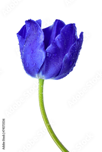 Dewy blue tulip isolated on white background #74373536