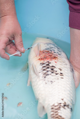 Foto Vet giving injection to koi fish