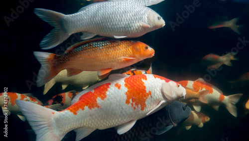 Different colorful koi fishes swimming in aquarium photo